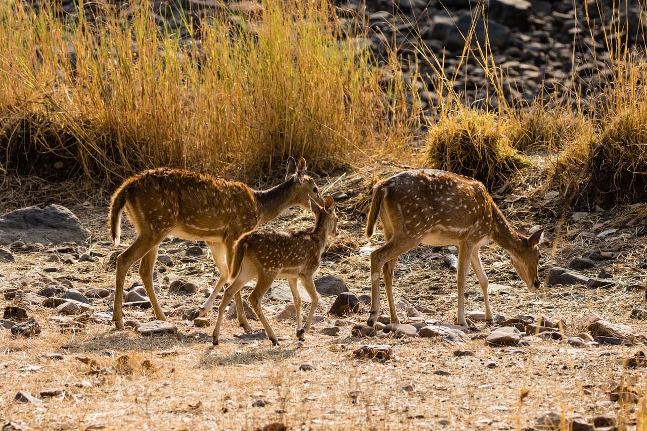 Ranthambore National Park In Rajasthan